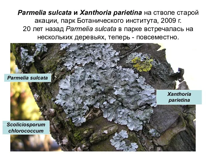 Parmelia sulcata и Xanthoria parietina на стволе старой акации, парк