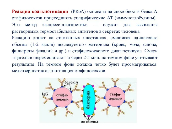 Реакция коагглютинации (РКоА) основана на способности белка А стафилококков присоединять