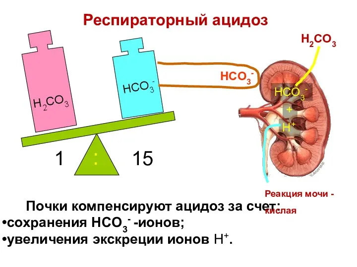 Почки компенсируют ацидоз за счет: сохранения HCO3- -ионов; увеличения экскреции ионов H+. H2CO3