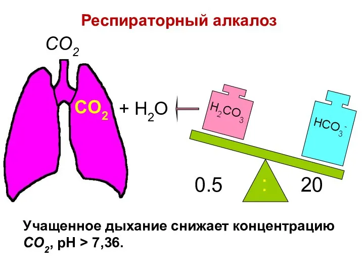 H2CO3 0.5 20 : CO2 CO2 + H2O Респираторный алкалоз Учащенное дыхание снижает