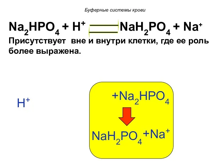 Na2HPO4 + H+ NaH2PO4 + Na+ Присутствует вне и внутри клетки, где ее