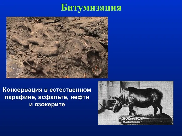 Битумизация Консервация в естественном парафине, асфальте, нефти и озокерите