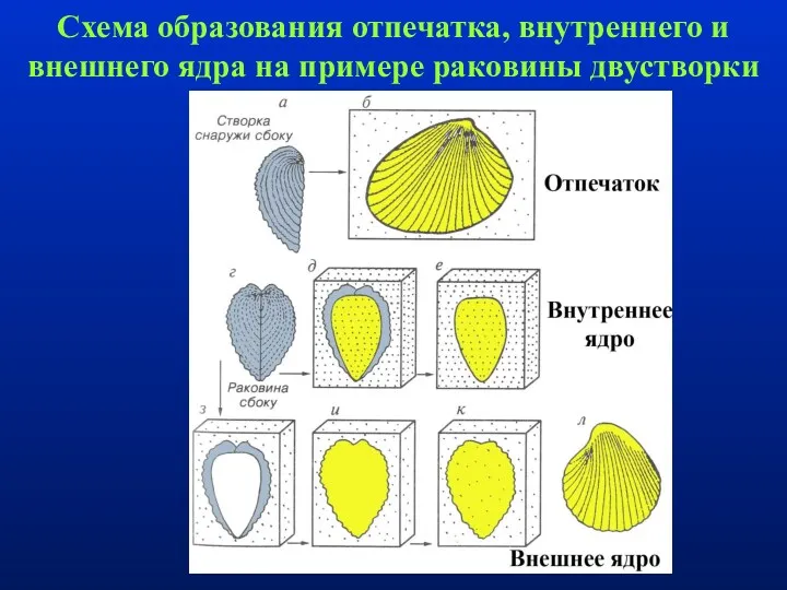 Схема образования отпечатка, внутреннего и внешнего ядра на примере раковины двустворки