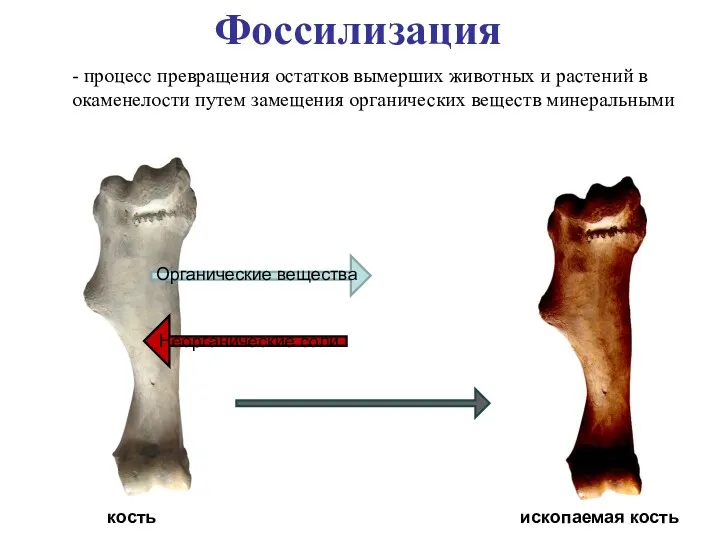 Фоссилизация Органические вещества Неорганические соли кость ископаемая кость - процесс превращения остатков вымерших