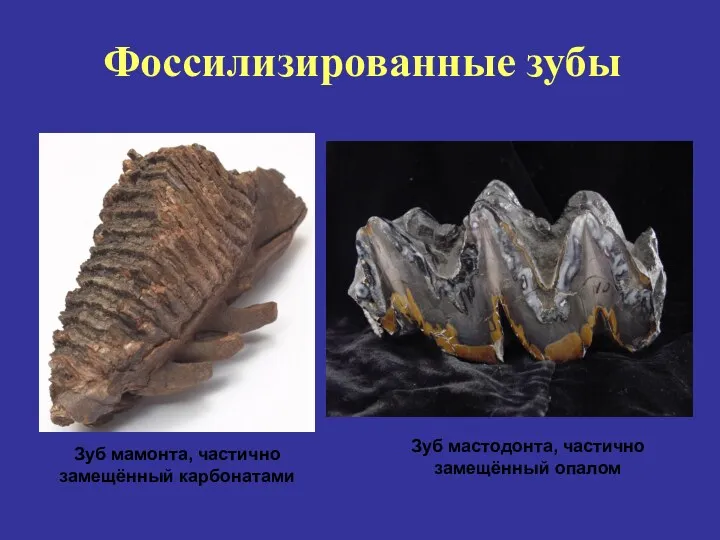 Фоссилизированные зубы Зуб мамонта, частично замещённый карбонатами Зуб мастодонта, частично замещённый опалом