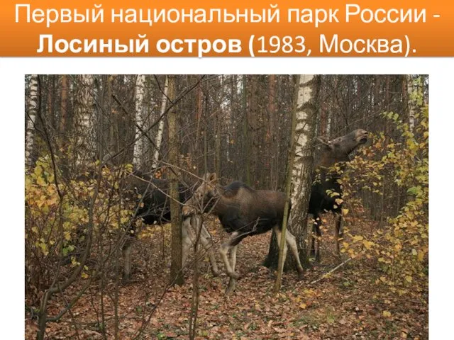 Первый национальный парк России - Лосиный остров (1983, Москва).