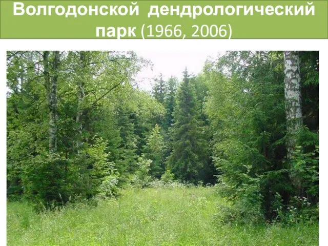 Волгодонской дендрологический парк (1966, 2006)