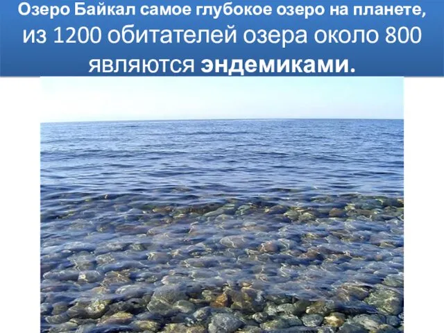 Озеро Байкал самое глубокое озеро на планете, из 1200 обитателей озера около 800 являются эндемиками.
