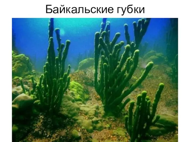 Байкальские губки