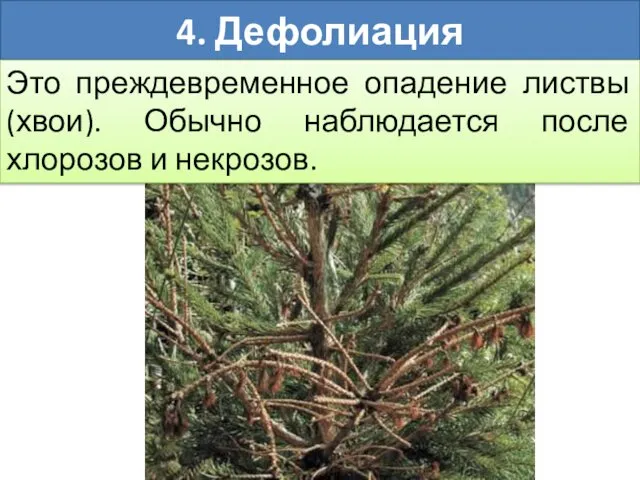 4. Дефолиация Это преждевременное опадение листвы (хвои). Обычно наблюдается после хлорозов и некрозов.