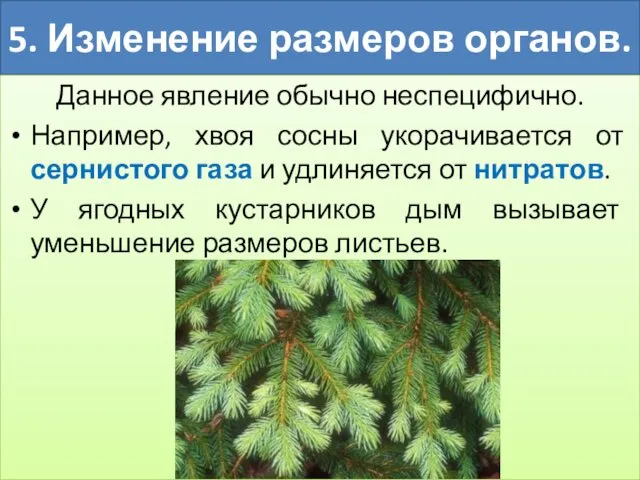 5. Изменение размеров органов. Данное явление обычно неспецифично. Например, хвоя