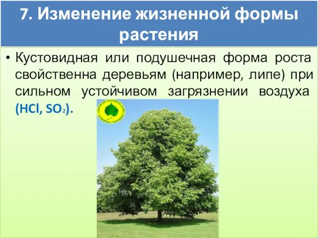 7. Изменение жизненной формы растения Кустовидная или подушечная форма роста свойственна деревьям (например,