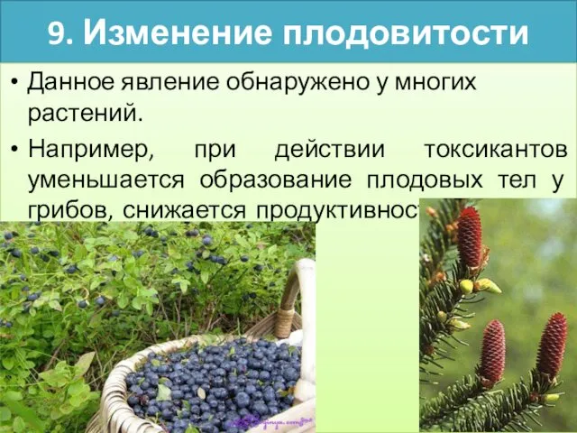 9. Изменение плодовитости Данное явление обнаружено у многих растений. Например,