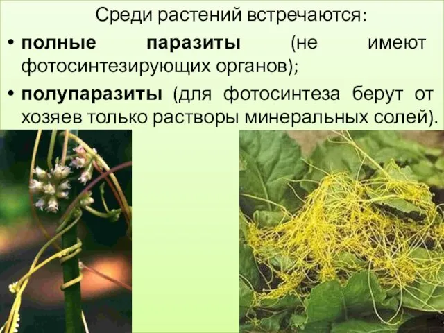 Среди растений встречаются: полные паразиты (не имеют фотосинтезирующих органов); полупаразиты (для фотосинтеза берут