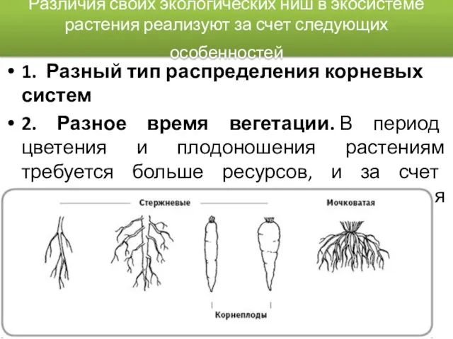 Различия своих экологических ниш в экосистеме растения реализуют за счет следующих особенностей 1.