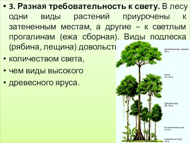 3. Разная требовательность к свету. В лесу одни виды растений