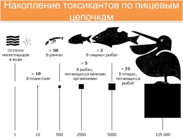 Накопление токсикантов по пищевым цепочкам