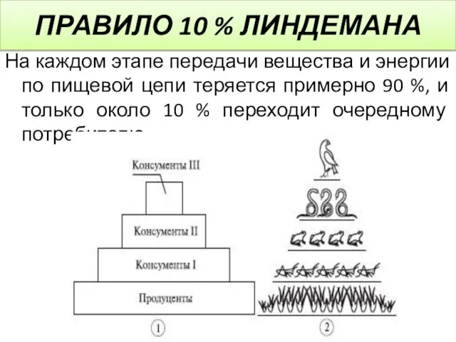 ПРАВИЛО 10 % ЛИНДЕМАНА На каждом этапе передачи вещества и энергии по пищевой