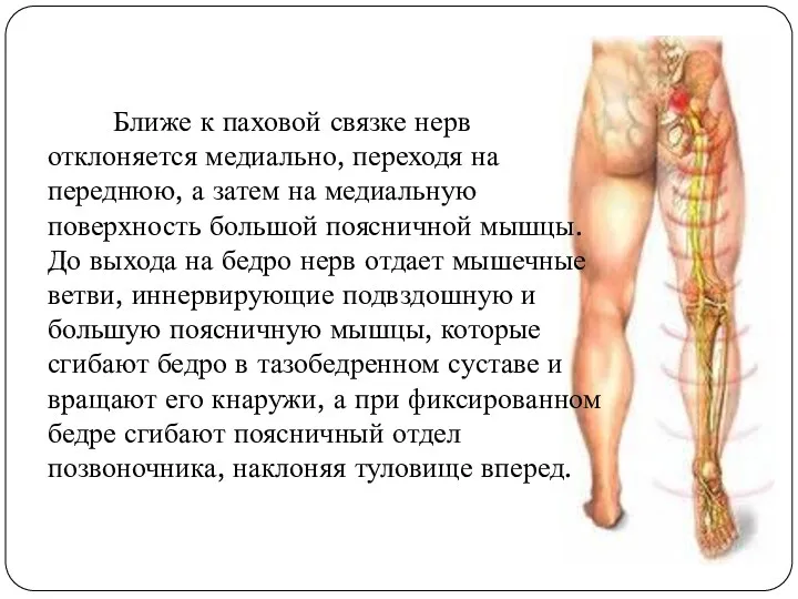 Ближе к паховой связке нерв отклоняется медиально, переходя на переднюю, а затем на