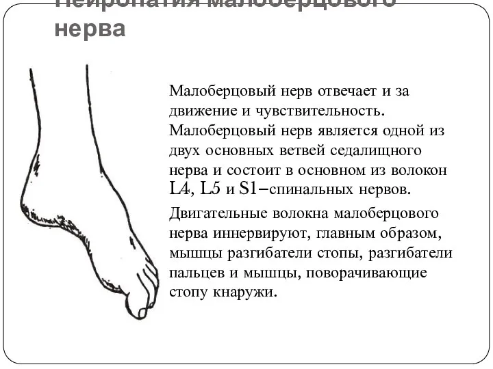 Нейропатия малоберцового нерва Малоберцовый нерв отвечает и за движение и чувствительность. Малоберцовый нерв