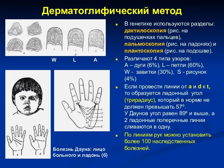 Дерматоглифический метод В генетике используются разделы: дактилоскопия (рис. на подушечках пальцев), пальмоскопия (рис.