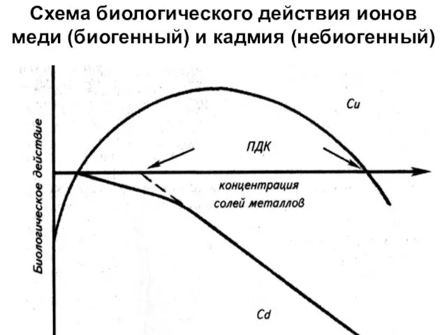 Схема биологического действия ионов меди (биогенный) и кадмия (небиогенный)