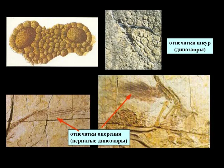 отпечатки шкур (динозавры) отпечатки оперения (пернатые динозавры)