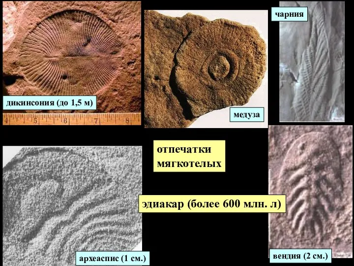 отпечатки мягкотелых эдиакар (более 600 млн. л)