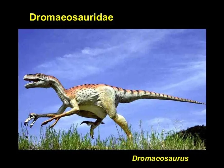 Dromaeosaurus Dromaeosauridae