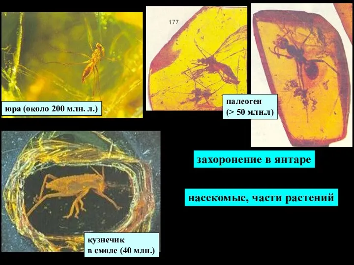 насекомые, части растений палеоген (> 50 млн.л) захоронение в янтаре