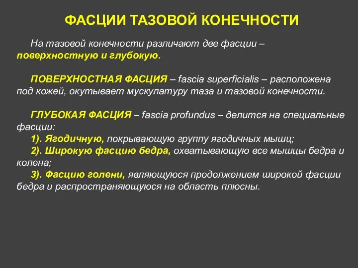 ФАСЦИИ ТАЗОВОЙ КОНЕЧНОСТИ На тазовой конечности различают две фасции –