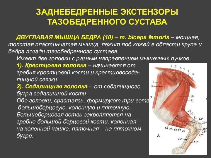 ДВУГЛАВАЯ МЫШЦА БЕДРА (10) – m. biceps femoris – мощная,