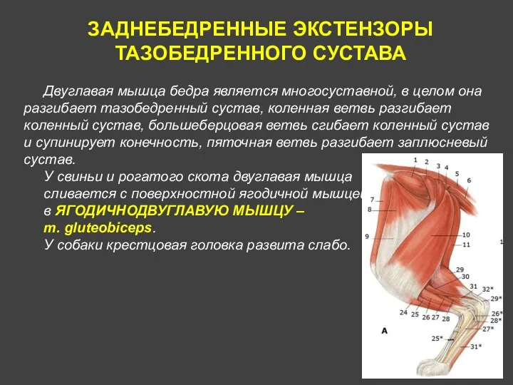 Двуглавая мышца бедра является многосуставной, в целом она разгибает тазобедренный