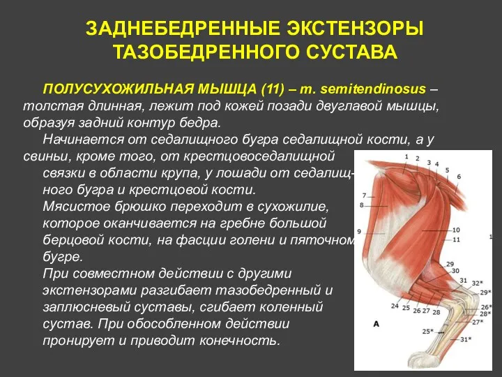 ПОЛУСУХОЖИЛЬНАЯ МЫШЦА (11) – m. semitendinosus – толстая длинная, лежит