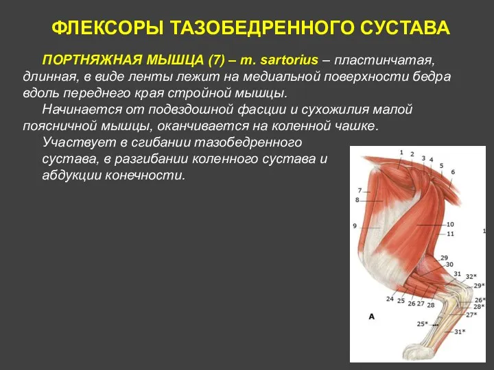 ФЛЕКСОРЫ ТАЗОБЕДРЕННОГО СУСТАВА ПОРТНЯЖНАЯ МЫШЦА (7) – m. sartorius –