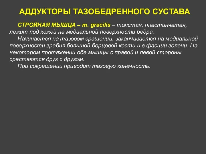 АДДУКТОРЫ ТАЗОБЕДРЕННОГО СУСТАВА СТРОЙНАЯ МЫШЦА – m. gracilis – толстая,