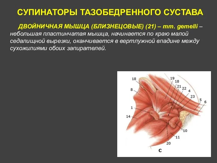 СУПИНАТОРЫ ТАЗОБЕДРЕННОГО СУСТАВА ДВОЙНИЧНАЯ МЫШЦА (БЛИЗНЕЦОВЫЕ) (21) – mm. gemelli