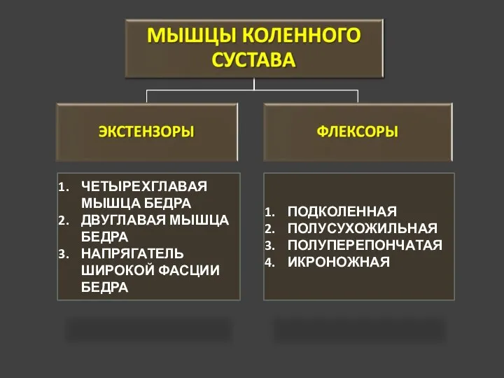 ЧЕТЫРЕХГЛАВАЯ МЫШЦА БЕДРА ДВУГЛАВАЯ МЫШЦА БЕДРА НАПРЯГАТЕЛЬ ШИРОКОЙ ФАСЦИИ БЕДРА ПОДКОЛЕННАЯ ПОЛУСУХОЖИЛЬНАЯ ПОЛУПЕРЕПОНЧАТАЯ ИКРОНОЖНАЯ