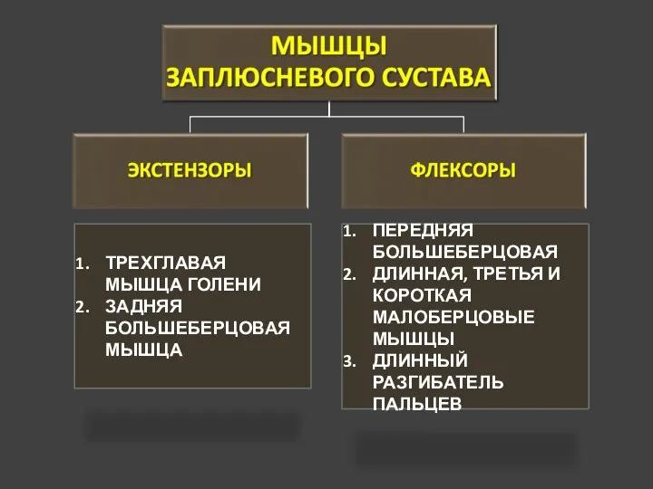 ТРЕХГЛАВАЯ МЫШЦА ГОЛЕНИ ЗАДНЯЯ БОЛЬШЕБЕРЦОВАЯ МЫШЦА ПЕРЕДНЯЯ БОЛЬШЕБЕРЦОВАЯ ДЛИННАЯ, ТРЕТЬЯ