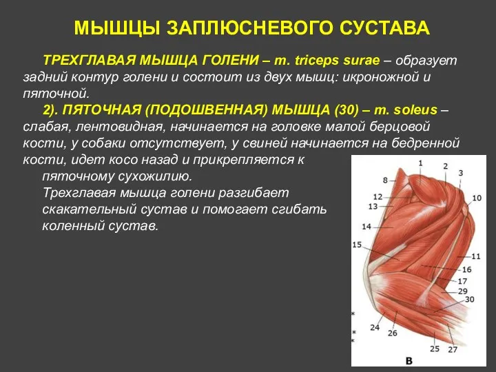 МЫШЦЫ ЗАПЛЮСНЕВОГО СУСТАВА ТРЕХГЛАВАЯ МЫШЦА ГОЛЕНИ – m. triceps surae