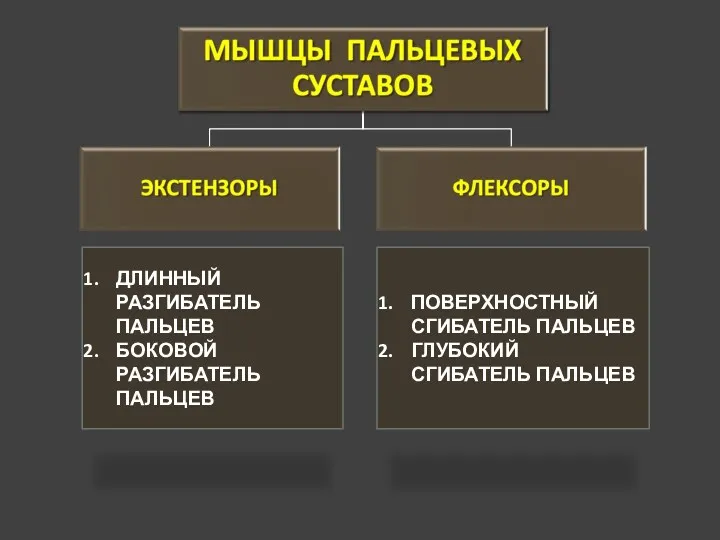 ДЛИННЫЙ РАЗГИБАТЕЛЬ ПАЛЬЦЕВ БОКОВОЙ РАЗГИБАТЕЛЬ ПАЛЬЦЕВ ПОВЕРХНОСТНЫЙ СГИБАТЕЛЬ ПАЛЬЦЕВ ГЛУБОКИЙ СГИБАТЕЛЬ ПАЛЬЦЕВ