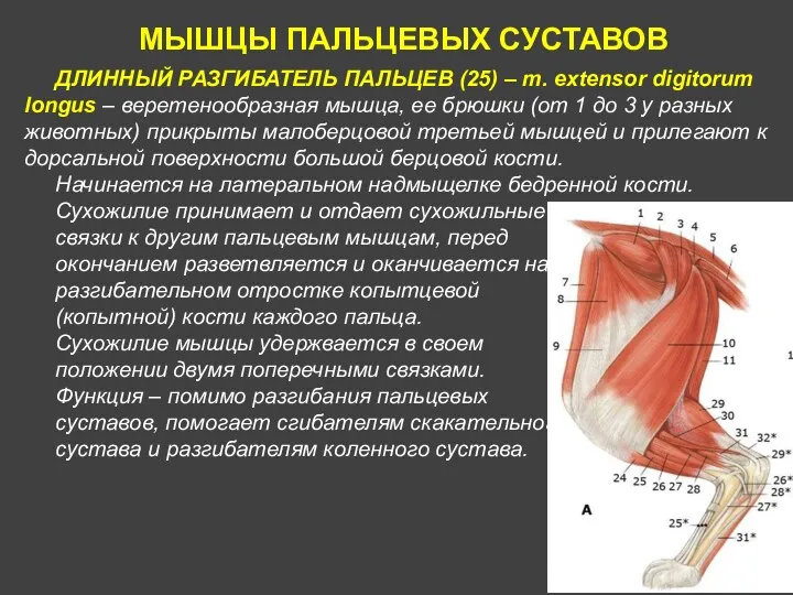 МЫШЦЫ ПАЛЬЦЕВЫХ СУСТАВОВ ДЛИННЫЙ РАЗГИБАТЕЛЬ ПАЛЬЦЕВ (25) – m. extensor