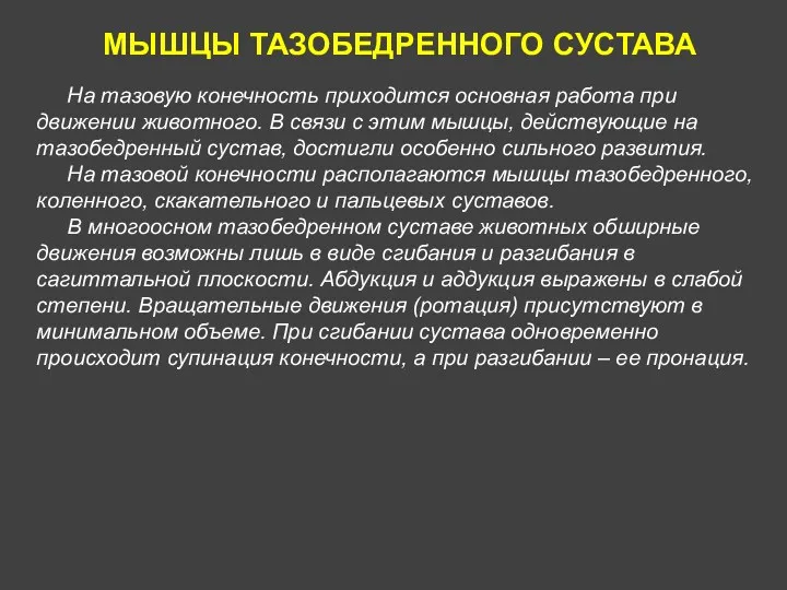 МЫШЦЫ ТАЗОБЕДРЕННОГО СУСТАВА На тазовую конечность приходится основная работа при