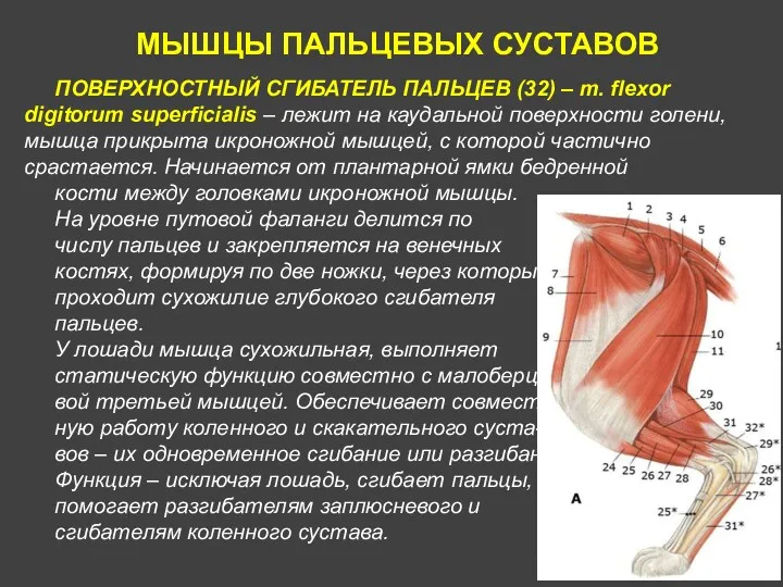 МЫШЦЫ ПАЛЬЦЕВЫХ СУСТАВОВ ПОВЕРХНОСТНЫЙ СГИБАТЕЛЬ ПАЛЬЦЕВ (32) – m. flexor