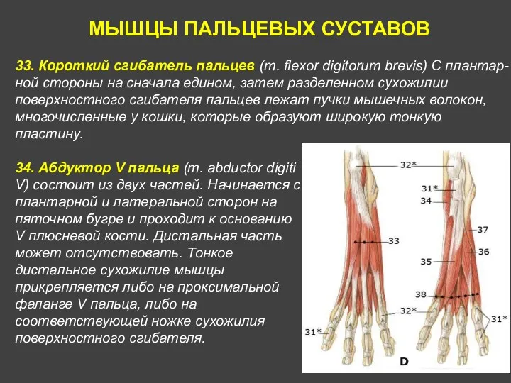 МЫШЦЫ ПАЛЬЦЕВЫХ СУСТАВОВ 33. Короткий сгибатель пальцев (m. flexor digitorum