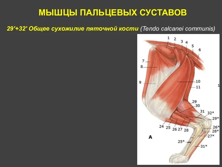 МЫШЦЫ ПАЛЬЦЕВЫХ СУСТАВОВ 29'+32' Общее сухожилие пяточной кости (Tendo calcanei communis)