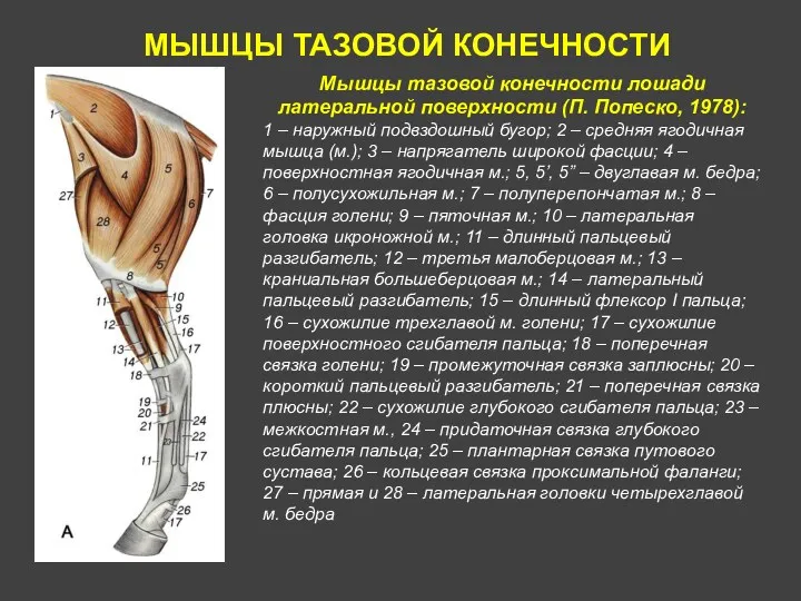 МЫШЦЫ ТАЗОВОЙ КОНЕЧНОСТИ Мышцы тазовой конечности лошади латеральной поверхности (П.