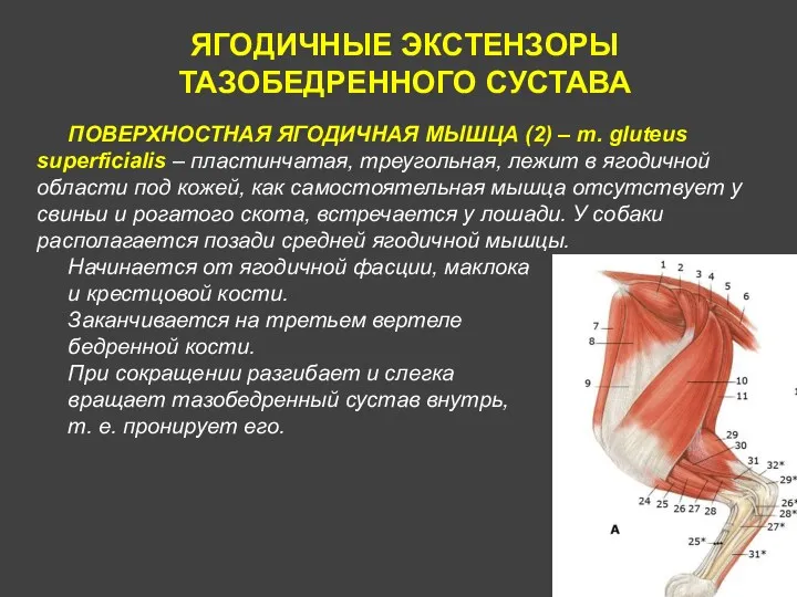 ЯГОДИЧНЫЕ ЭКСТЕНЗОРЫ ТАЗОБЕДРЕННОГО СУСТАВА ПОВЕРХНОСТНАЯ ЯГОДИЧНАЯ МЫШЦА (2) – m.