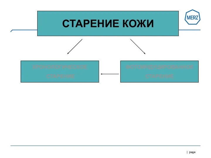 СТАРЕНИЕ КОЖИ ХРОНОЛОГИЧЕСКОЕ СТАРЕНИЕ ФОТОИНДУЦИРОВАННОЕ СТАРЕНИЕ