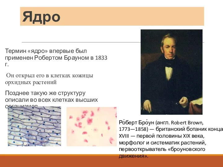 Ядро Термин «ядро» впервые был применен Робертом Брауном в 1833